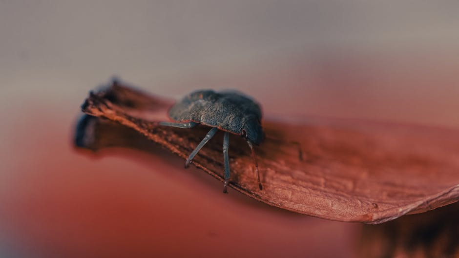Bedbug Extermination