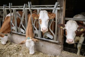 supplier of livestock feed