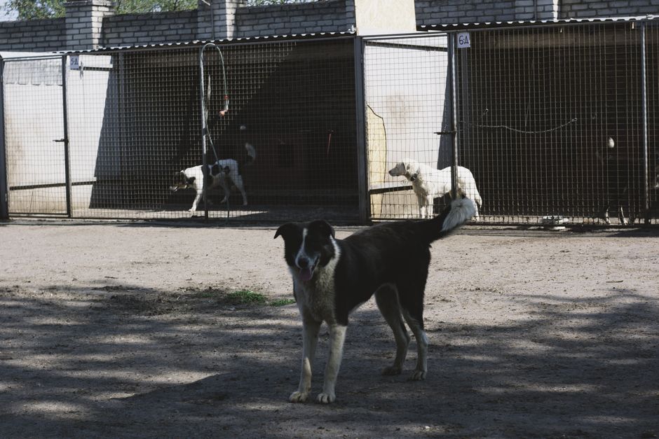 pet boarding facility