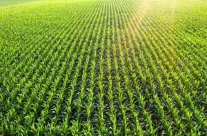 crop insurance