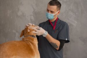 clínica veterinaria reserva